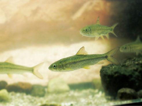Taishan Red Scale fish
